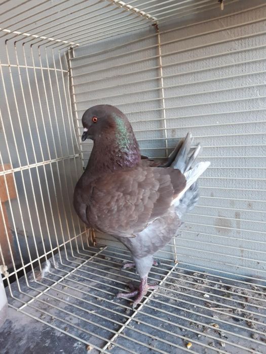 Gołębie King z 2025 różne kolory