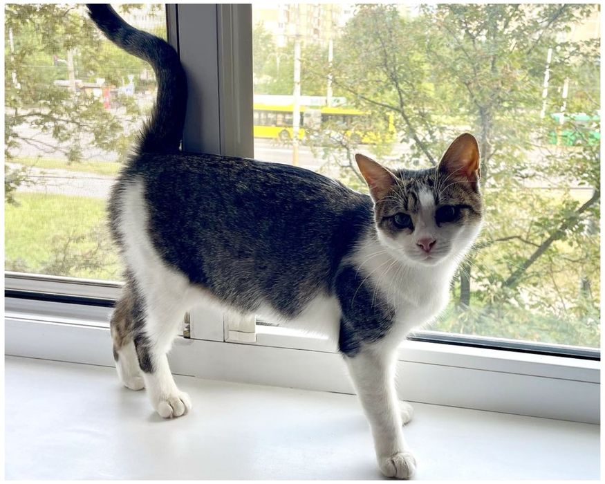 молода кішечка, ніжна, добра, щеплена, стерильна, шукає дім