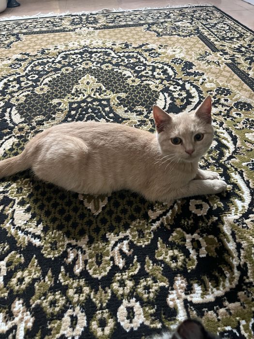 Віддамо котиків в добрі руки