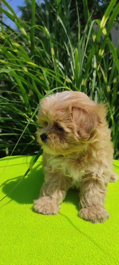 Maltipoo szczeniaczek z certyfikatem