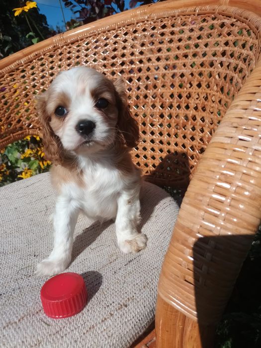 Cavaliers King Charles spaniel