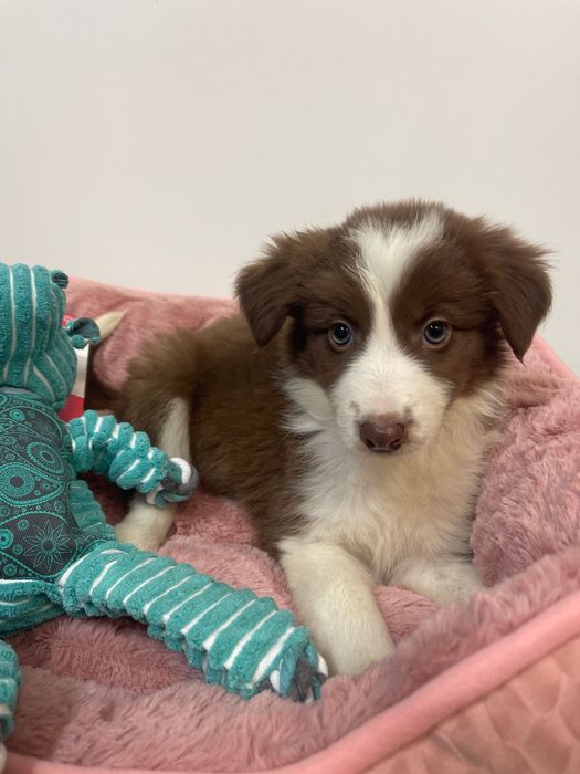 Border collie 2 meses femea