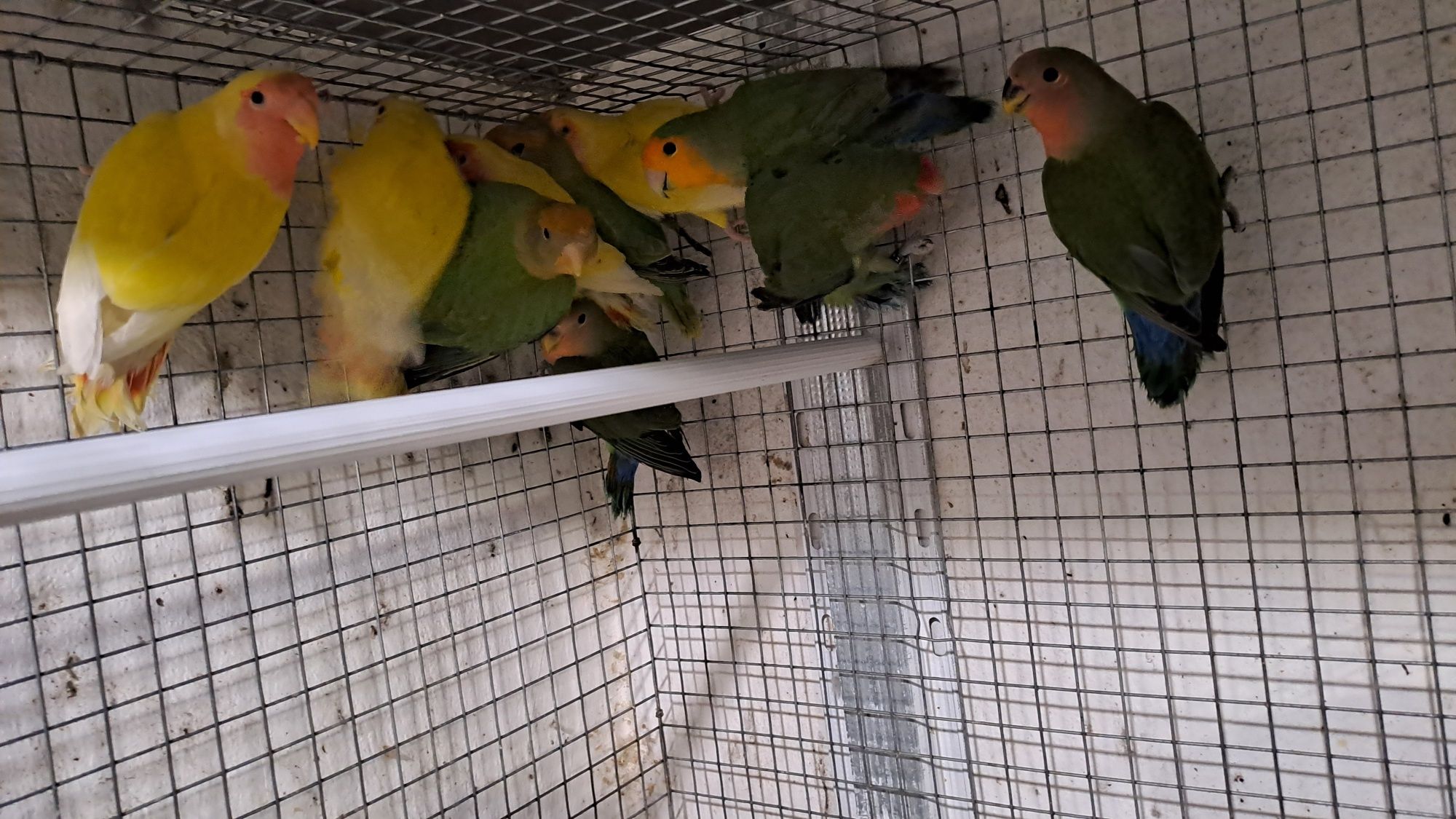 Lote de 11  Roseicollis Longfeather