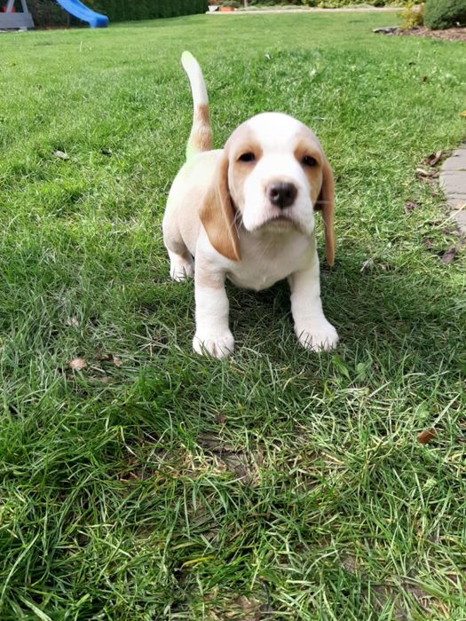 Beagle  szczeniak piesek FCI Zkwp badania genetyczne