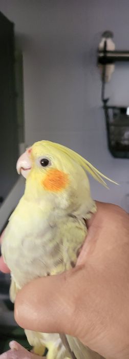 Caturra domesticada a mão