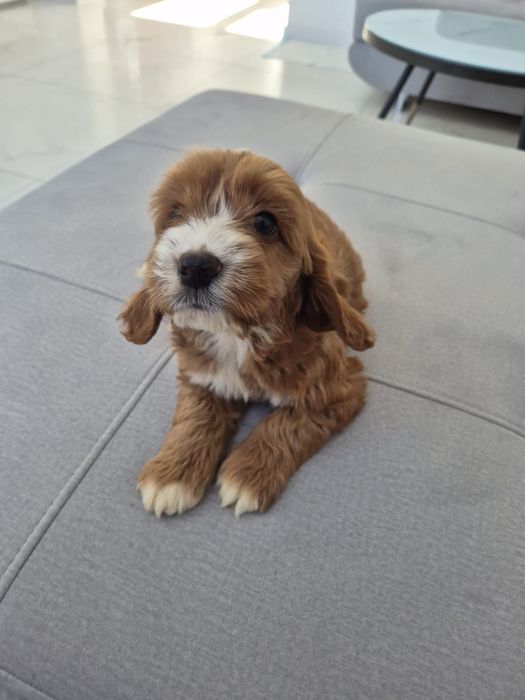 Cockapoo f1 Cocker spaniel - Pudel