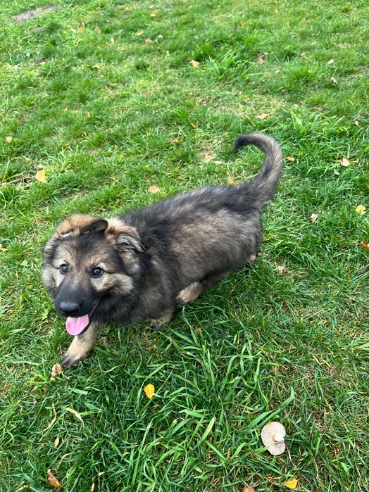 Owczarek Staroniemiecki