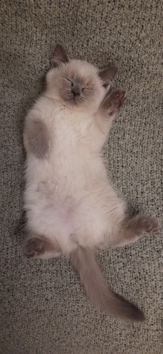 Шотландскі кошенята (прямовухі)