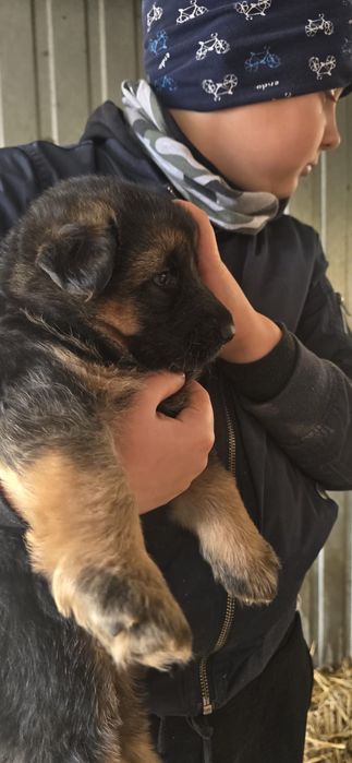 Owczarek niemiecki dlugowlosy