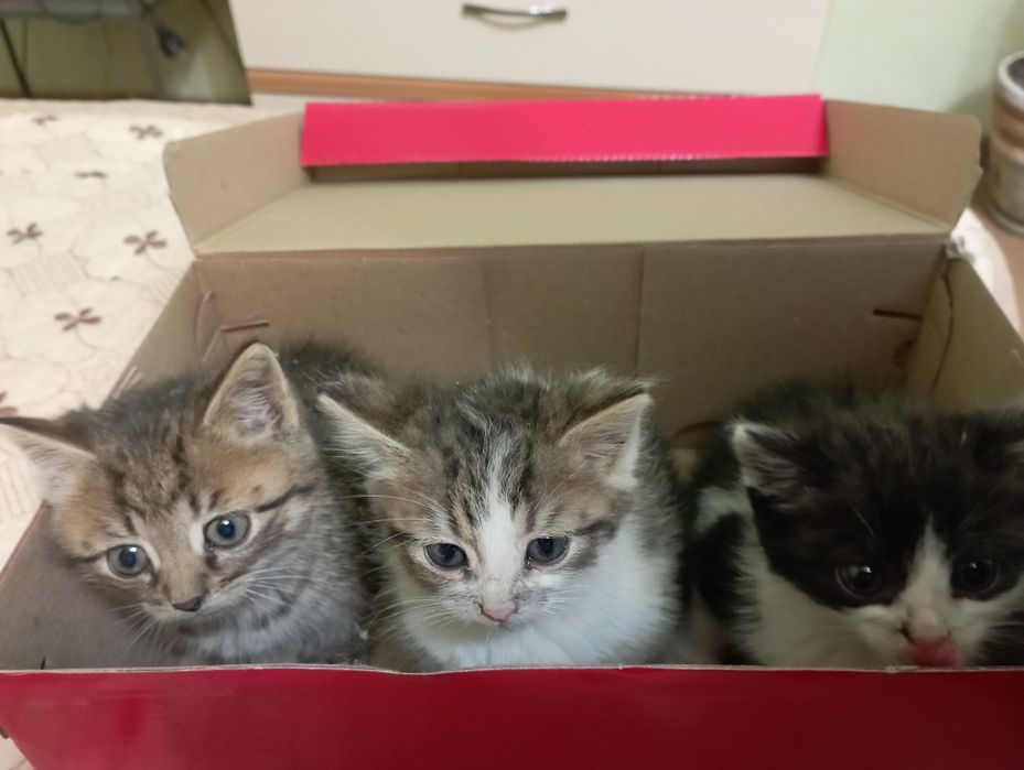 Котики,кошенята,коти