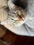 Rocket do adopcji szuka domu