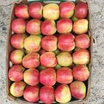 Продам яблука Гала Маст. Хоней Крісп