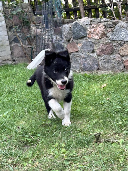 Suczka Border Collie - Rodowód - Gotowa do odbioru