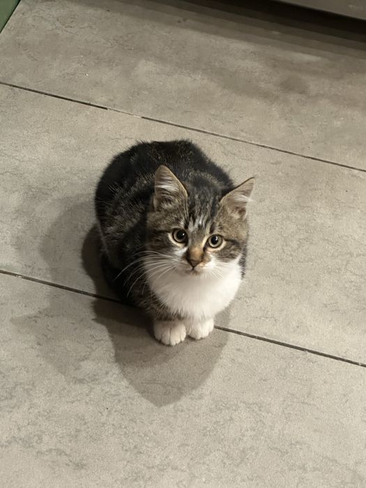 Отдам котёнка БЕСПЛАТНО в добрые руки!