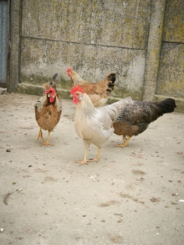 Kury, Jaja lęgowe, Włoszki, Brahma olbrzmia, gołoszyjka, jajka.