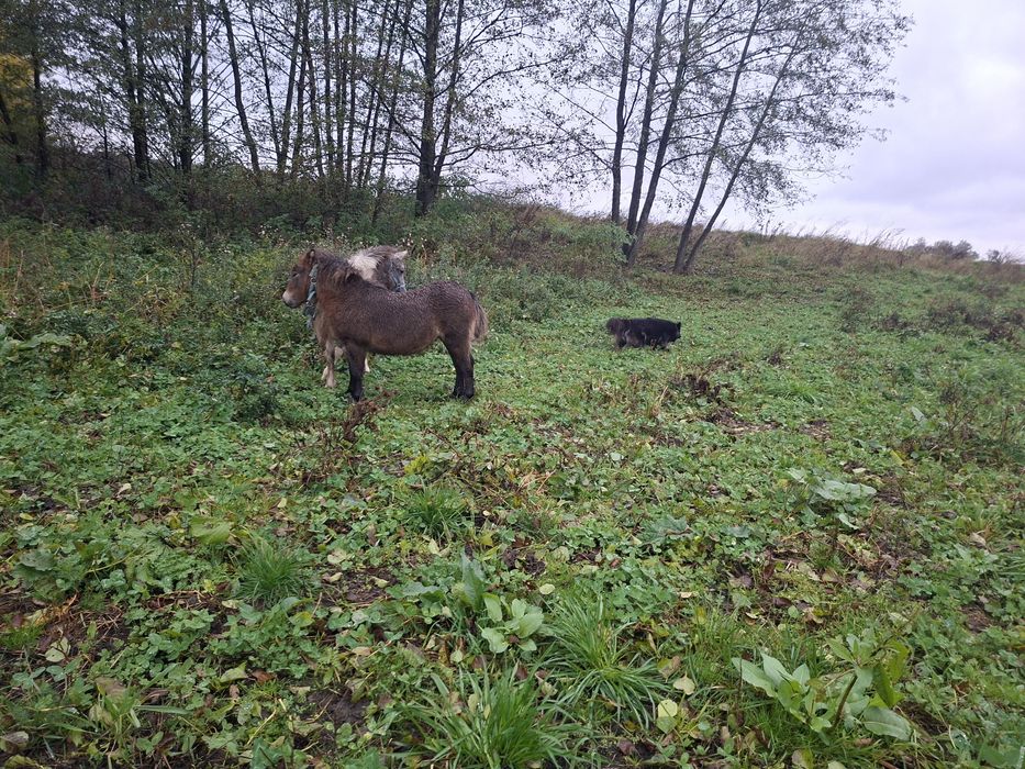 Kucyk klacz spokojna