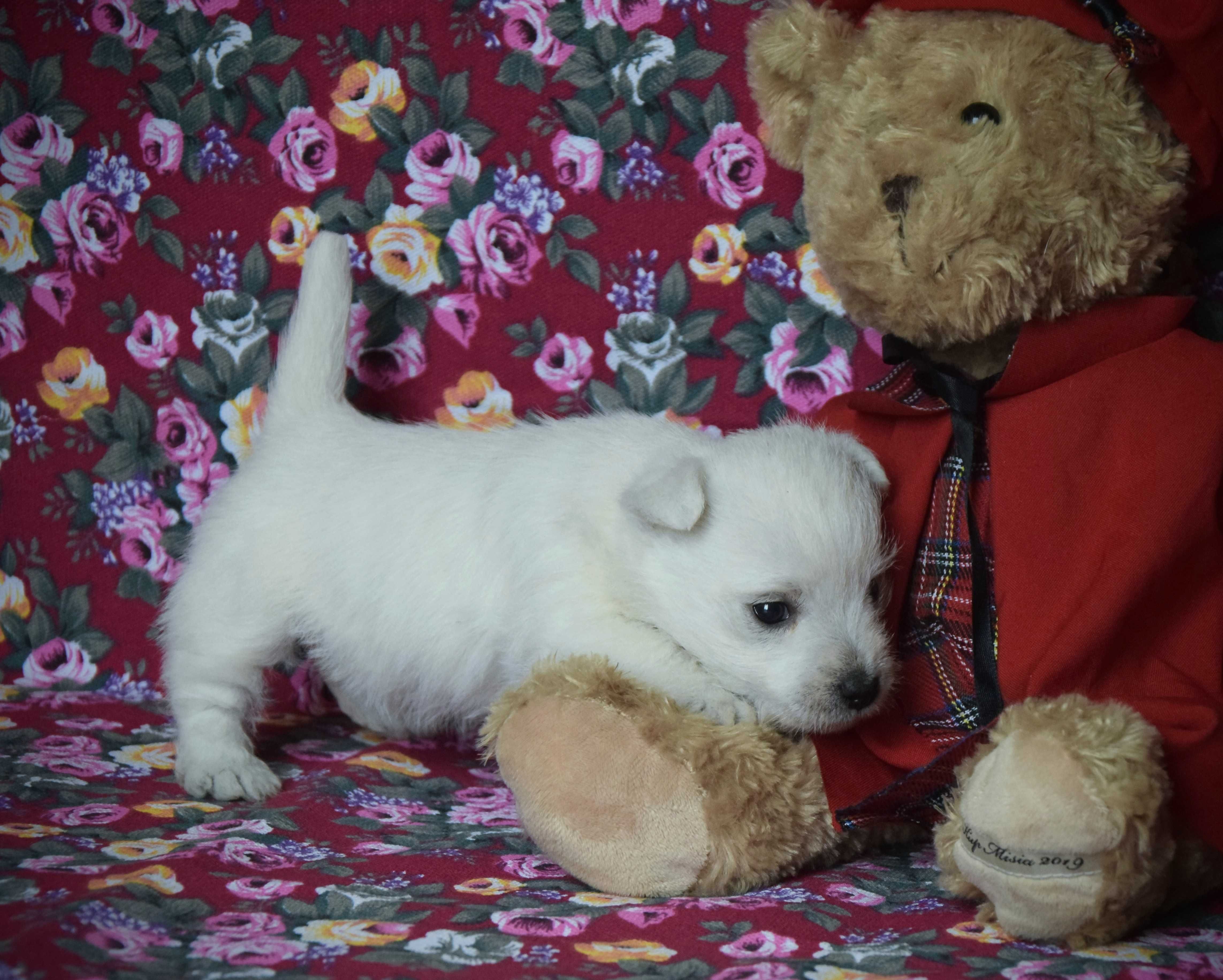 West Highland White Terrier FCI