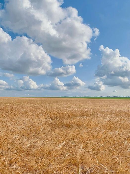 Продам пай 6,6 га, Миколаївська область