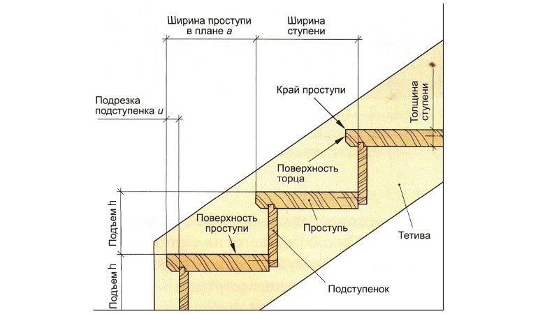 Драбина маршева смерека