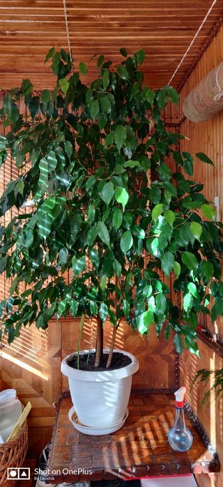 Фи́кус Бенджами́на