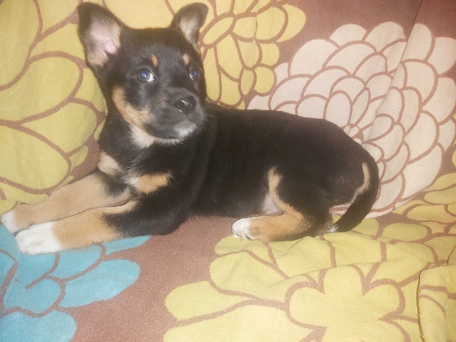 piekne samce MIX LABRADORA ok. 3 miesiące