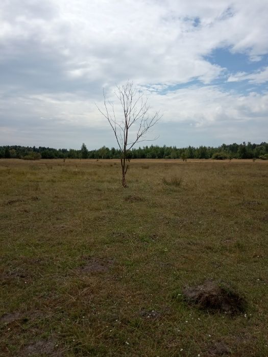 Продам земельну ділянку Козинці Бородянський район Київської області