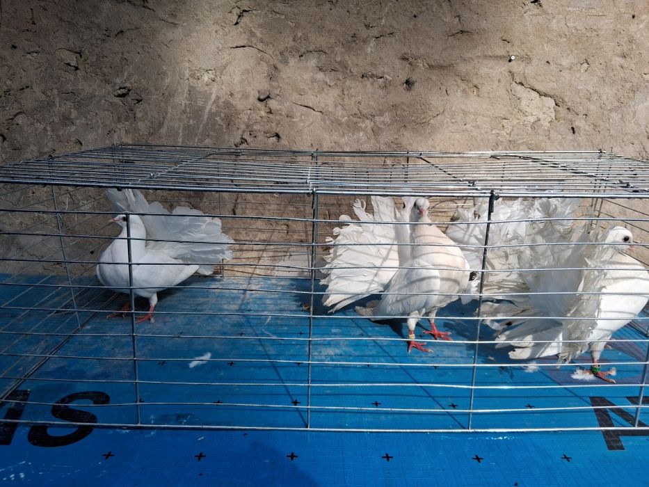 Witam  15 sztuk białych pawików Starego typu zmienią Adres