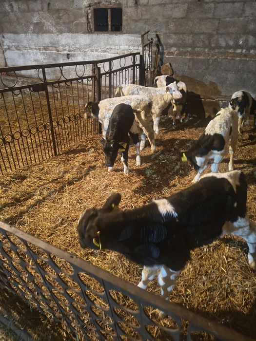 Cielaki byczki i jałoszka. Mm i hf