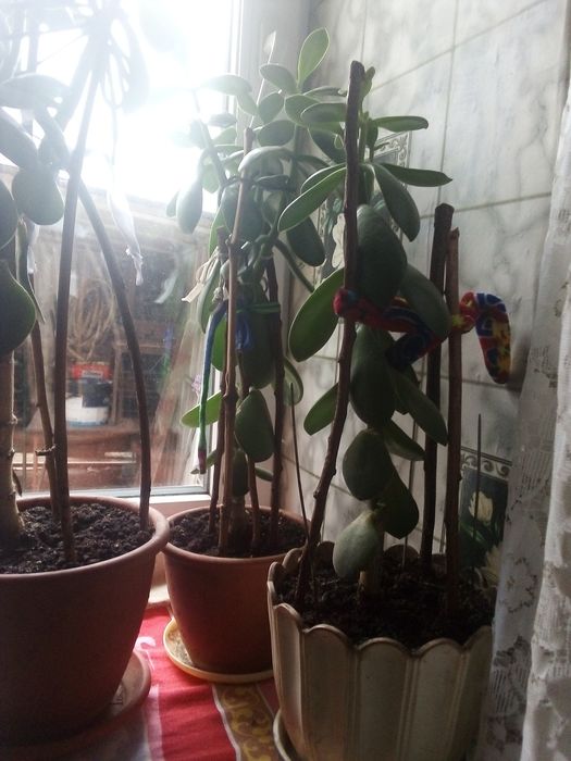 Денежное дерево  продам