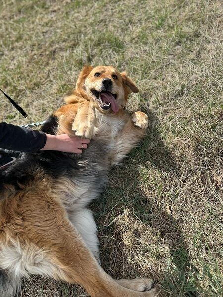 Midi - suczka w sam raz do pokochania