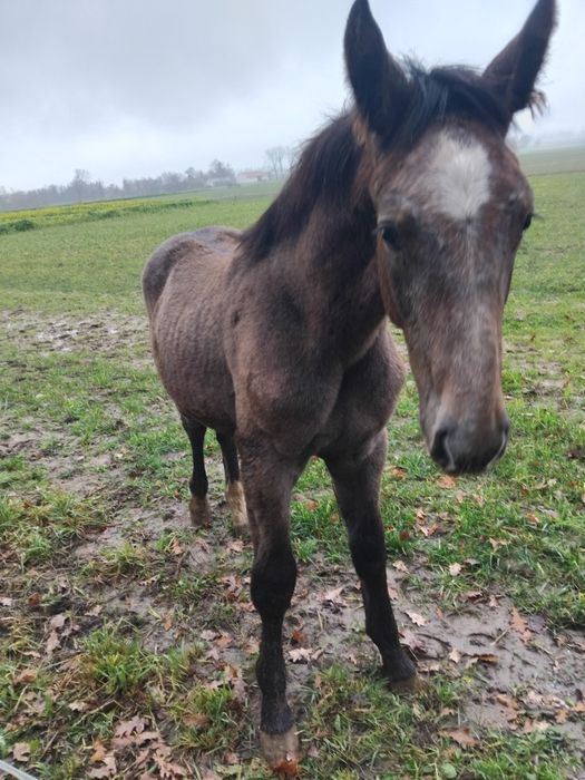 Ogierek Śląski szpak