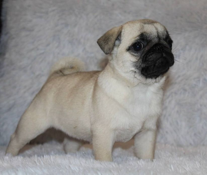 Мопсики бомбезні