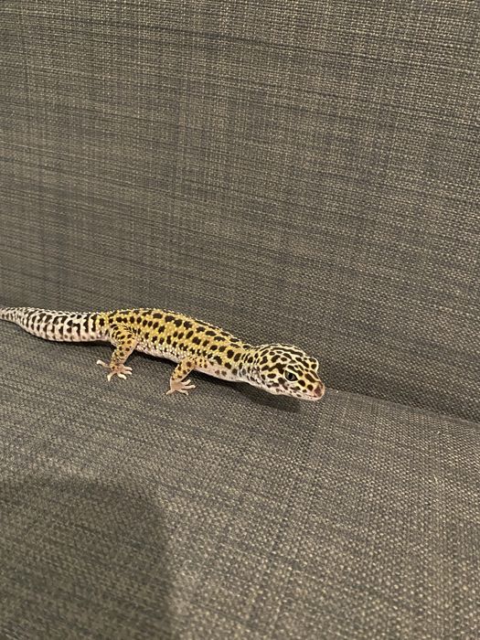 Gekon lamparci (eublefar)