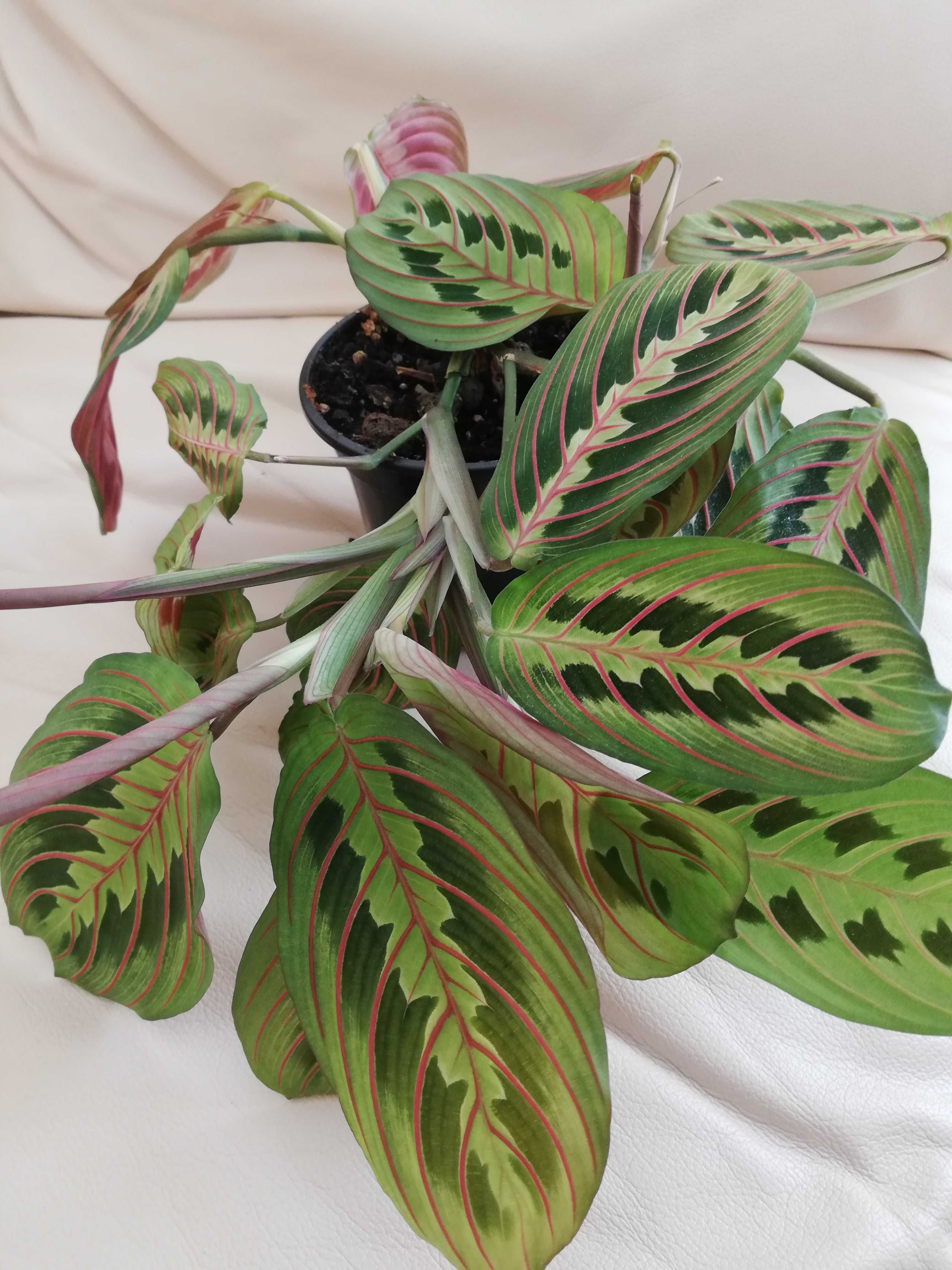 Maranta Leuconeura Fascinator Tricolor - dorosła roślina