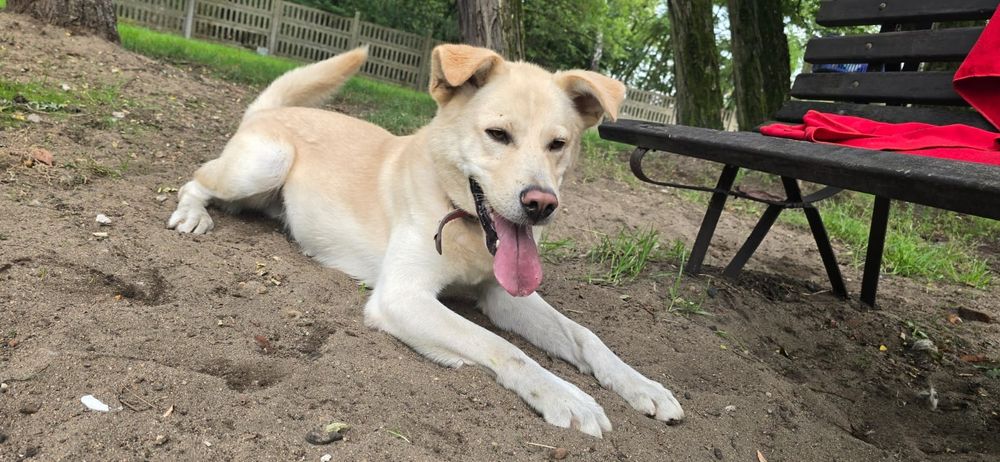 Piesek Max -   akita szuka domku