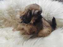 ** Shih Tzu - Malutkie Wielkości Yoreczka **