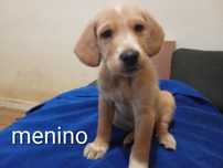 Cachorros para adopção responsável