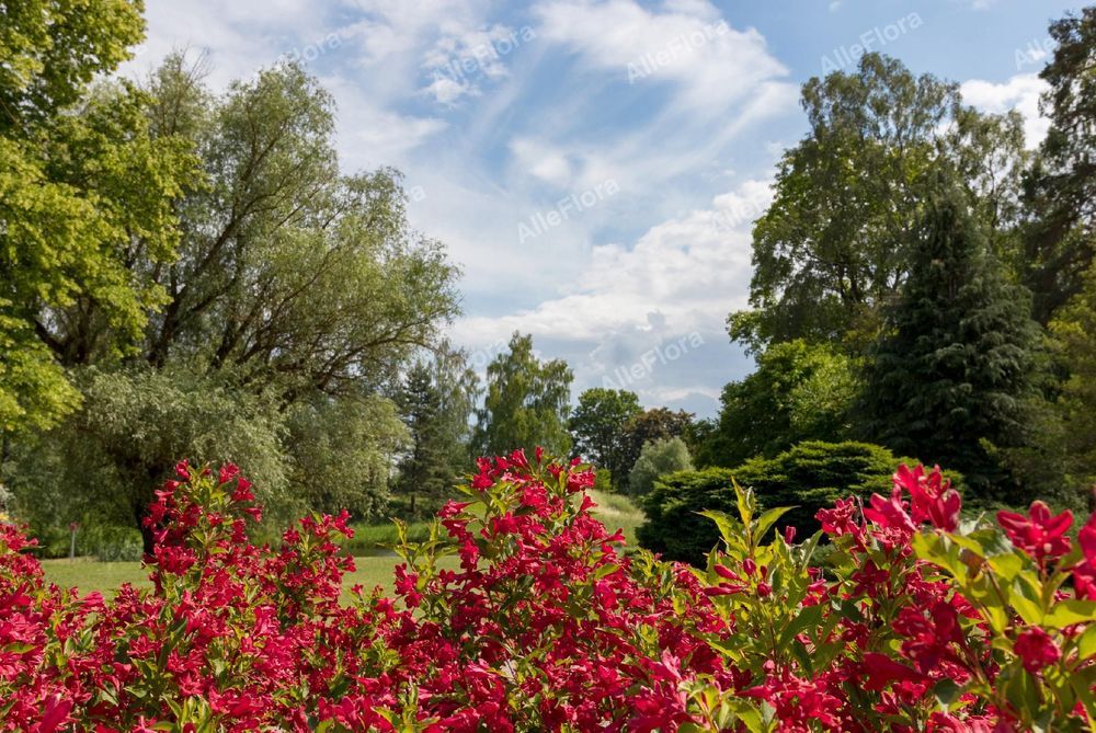 Krzewuszka 'Eva Rathke' (Weigela) Mrozoodporny krzew Doniczka 2.0L