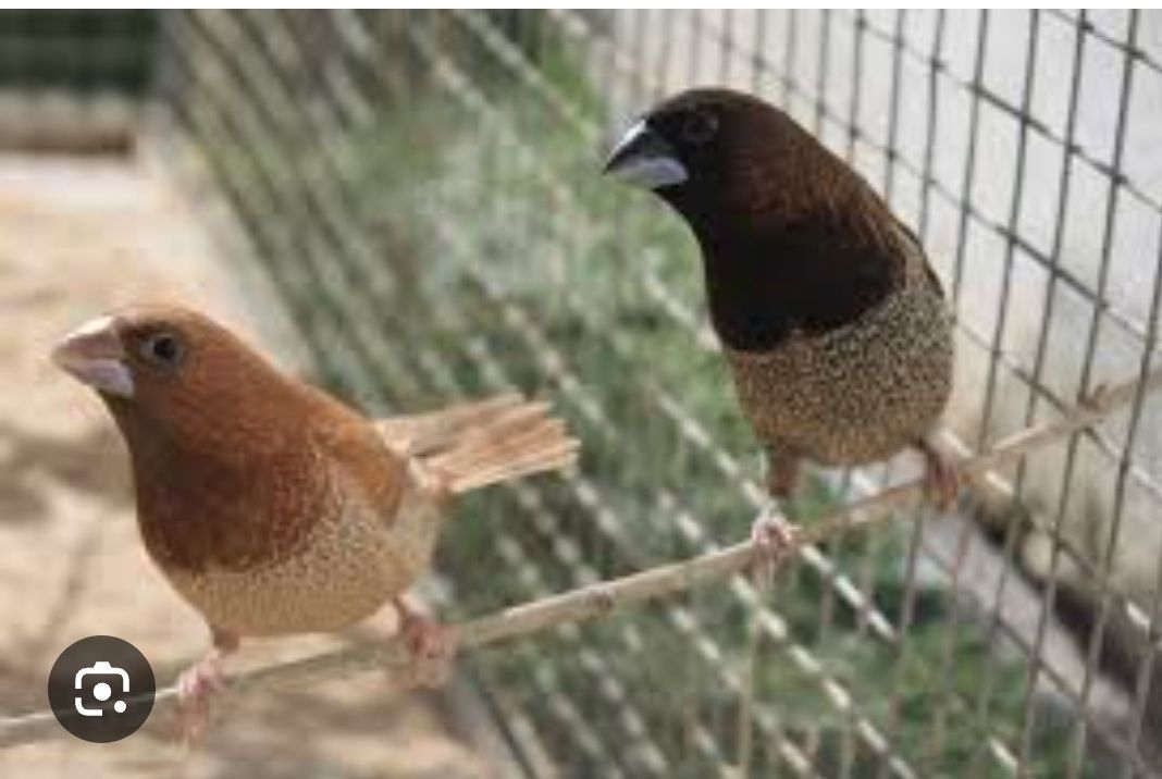 Bengalins não sexados