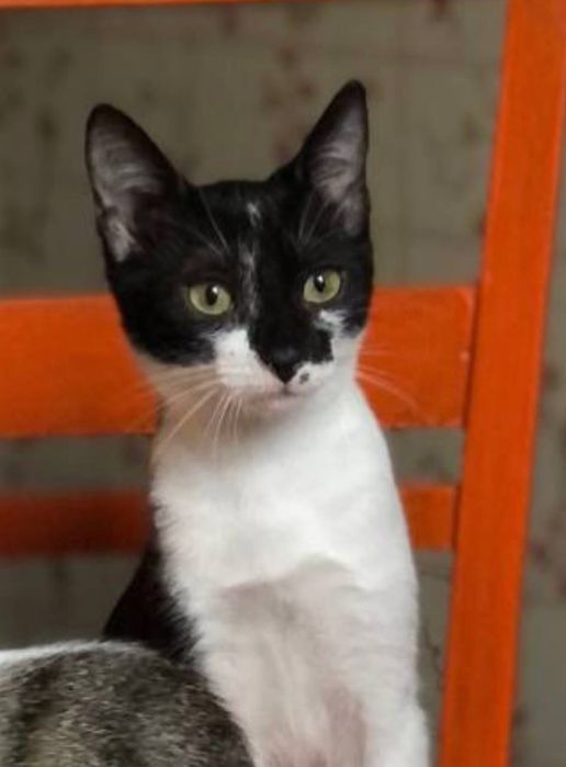 Котенок мальчик 8  месяца бесплатно