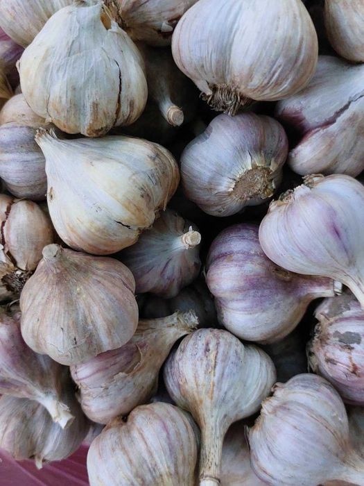 Продам домашній  часник