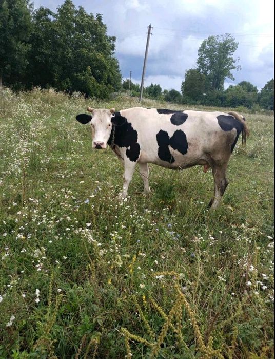 Продам добру корову