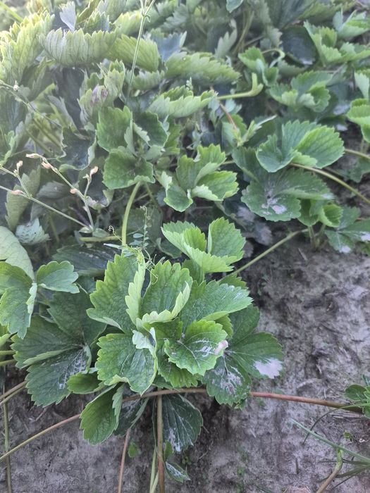 Sadzonki truskawki 50 szt