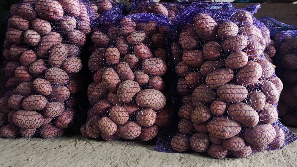 Ziemniak jadalny Red Sonia