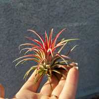 Tillandsia ionantha 'Fuego' -oplątwa czerwona 2szt.