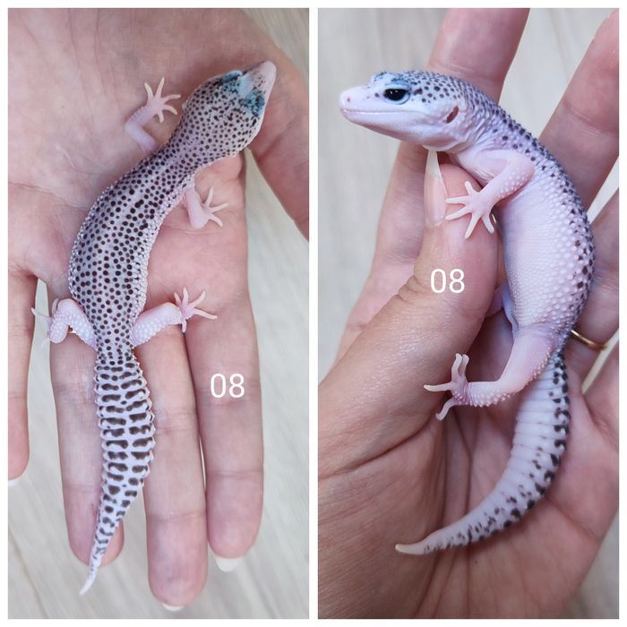 Młode gekony lamparcie, eublefary.