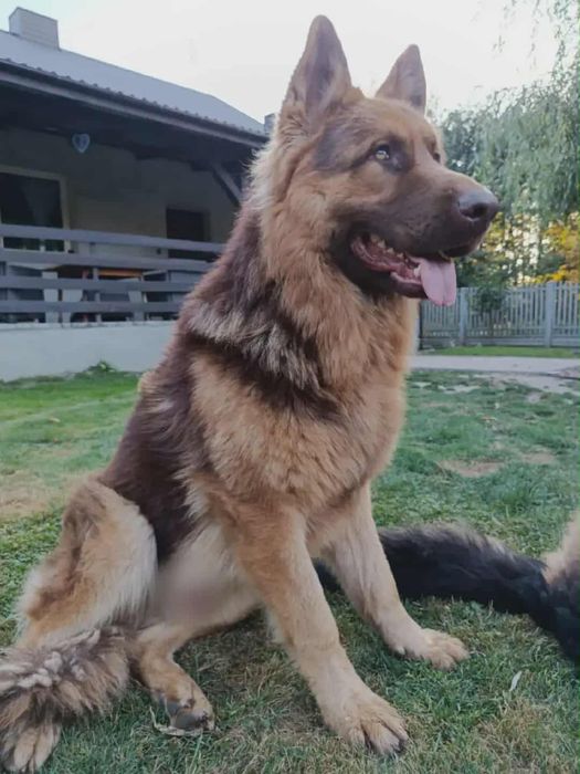 Owczarek Niemiecki Czekoladowy Szczeniak