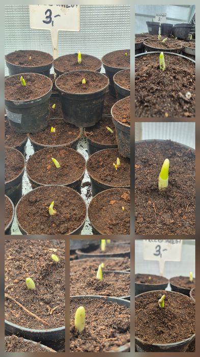 Przebiśniegi galanhus