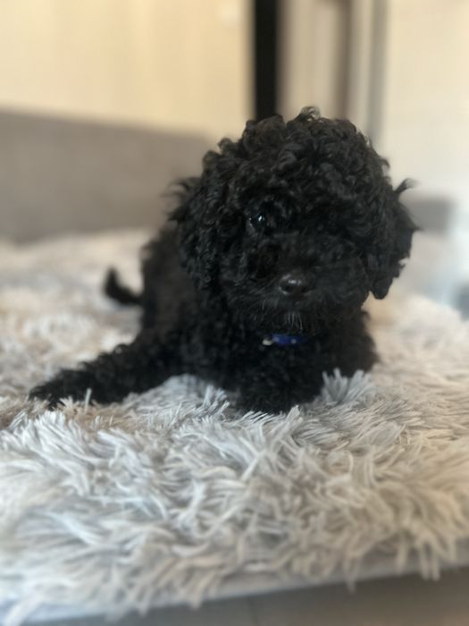 Pudel miniaturowy - piesek