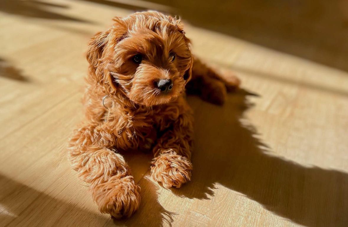 Cavapoo excelente exemplar